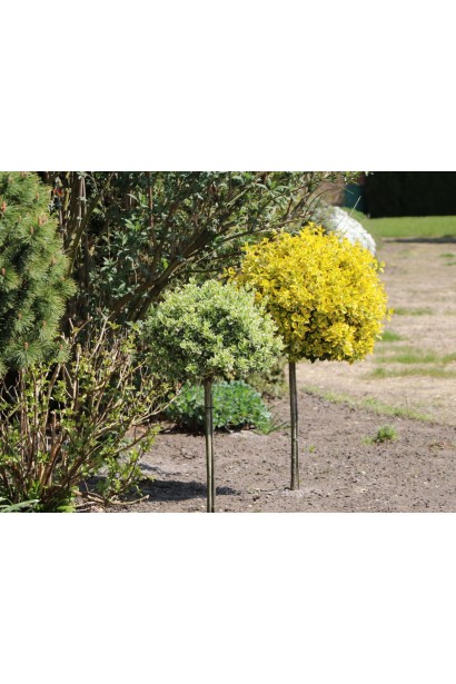 Бруслина форчуна куля на штамбі | Бересклет форчуна шар на штамбе | Euonymus fortunei ball on shtambe